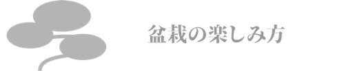 盆栽の楽しみ方