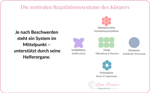 Heilpraktikerin Lena Brauer München Naturheilkunde Helferorgane