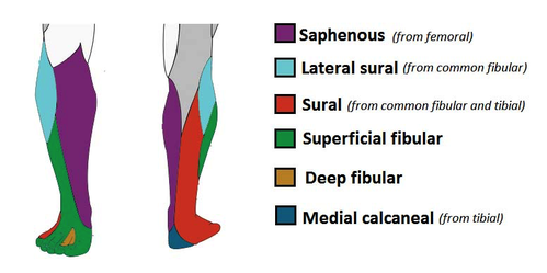 sensory function of the nerves of the lower leg