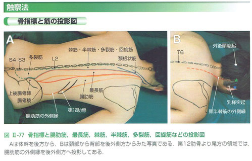 「骨格筋の形と触察法」より