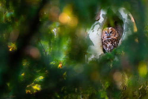 Waldkauz: © Nils Schindler