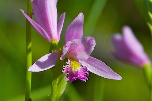 Rose Pogonia orchid (Pogonia ophioglossoides)