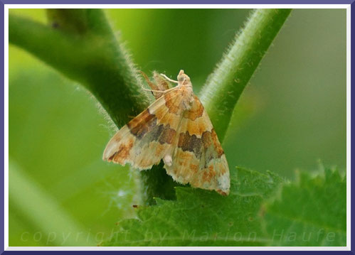 Gelber Rosen-Bindenspanner (Cidaria fulvata), Juni 2018, Staaken/Berlin