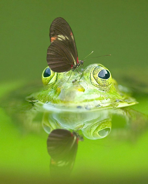 Frosch und Schmetterling befinden sich im reichen Beziehungsglück.