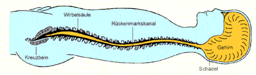 Das Cranio Sacral System des menschlichen Körpers