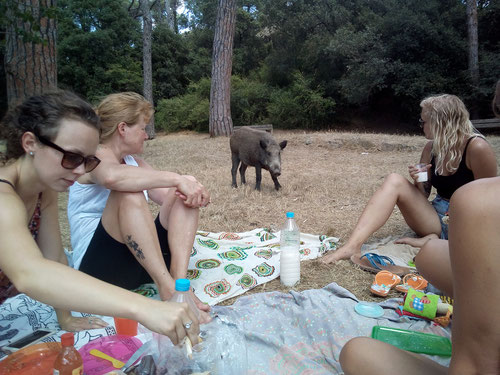 That was my "Saying Goodbye" picnic in Barcelona with an unexpected visitor...