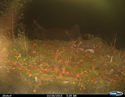 Loutre d'Europe (Lutra lutra) © SH & JLS 