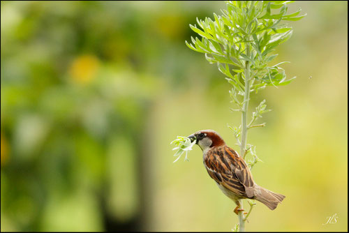 Moineau domestique et absinthe, ETHOLOGIE© JlS