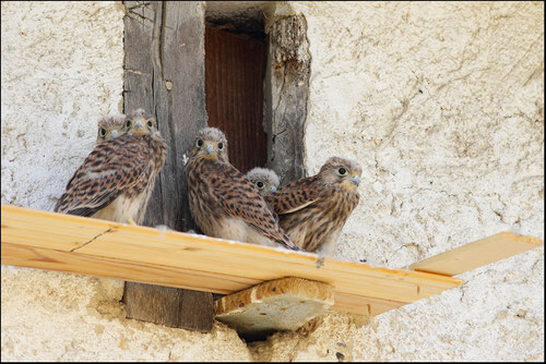 Nichée faucons crècerelles Pyrénées atlantiques