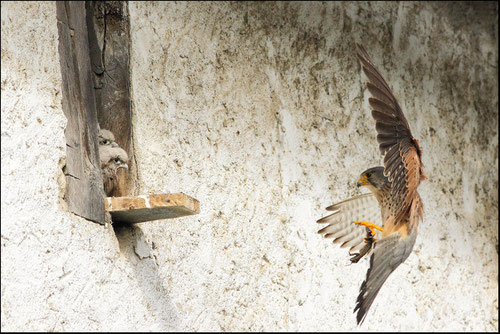 Nichée faucons crècerelles Pyrénées atlantiques