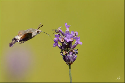 Moro sphinx (Macroglossum stellatarum) 300MM CANON f4