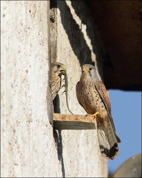 Couple de Faucons crècerelles- Précilhon - 64