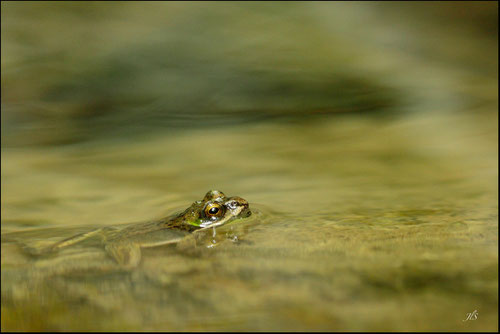 Grenouille des Pyrénées (Rana pyrenaica ) - Pyrénées atlantiques