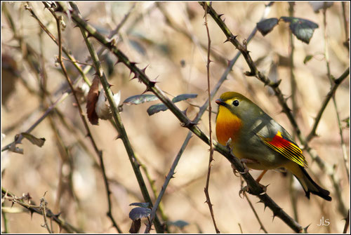 Léiothrix jaune - Pyrénées Atlantiques -Jean-louis SOULE Photographies