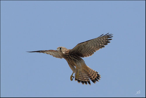 Nichée faucons crècerelles Pyrénées atlantiques