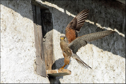 Faucon crècerelle mâle Pyrénées atlantiques