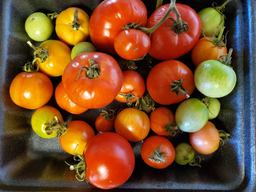 Tomatoes from our garden, Thanks helpers!