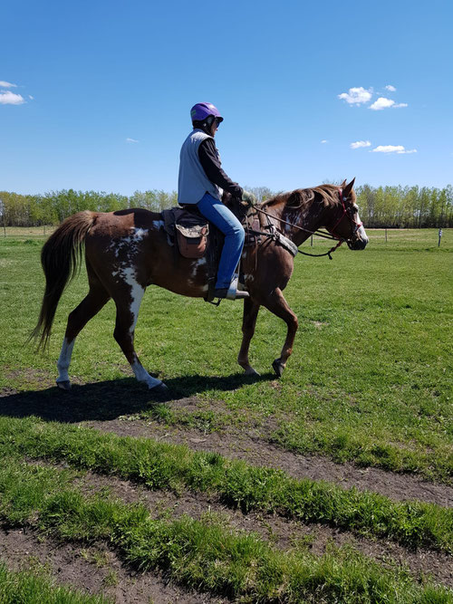 We've added some new horses to our herd. Dixon is our new Show Horse.