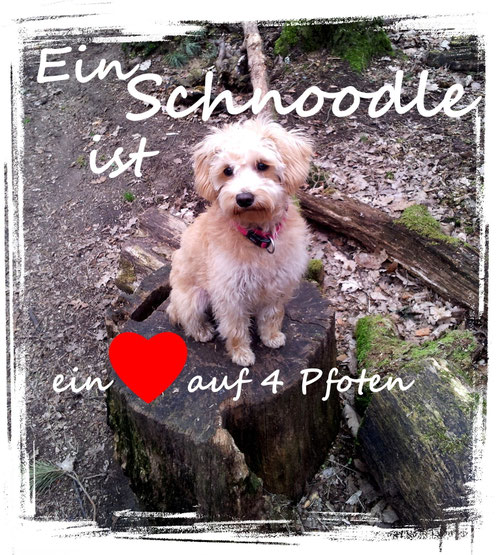 Schnoodle Doodle Hybrid Schnauzer Pudel