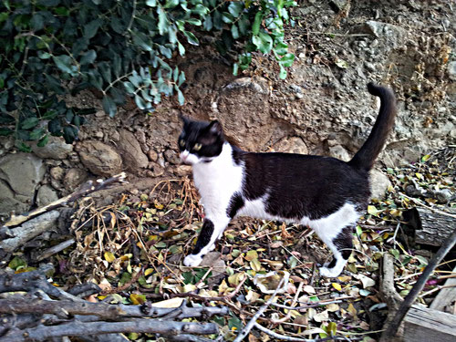 Chat masqué noir et blanc Crète...