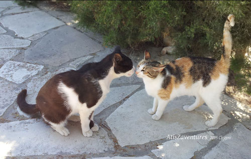 Bisou timide les chats de Chypre