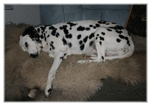 Ein Sofa war nicht genug. Erst eine Teddydecke und ein schönes Bio-Lammfell haben es für Yosie so richtig gemütlich gemacht.