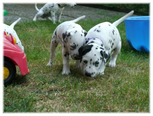 Frau Silber (links) und Herr Lila (rechts) haben die Witterung aufgenommen....!