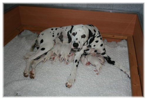Unsere “kleine” Hundefamilie einen Tag nach der Geburt.