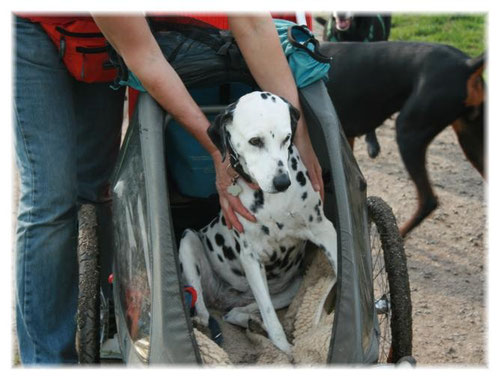 Wenn der Weg zu anstrengend war, durfte Yosie im "Hunde-Taxi" mitfahren (Mai 2009).