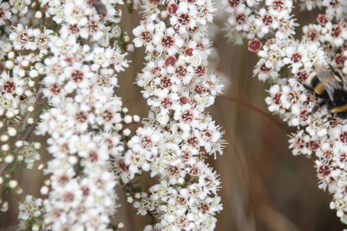 Une grappe de plusieurs fleurs de Kanuka (Kunzea Ericoides) de Nouvelle-Zélande en pleine période de floraison dans l'île sud de la Nouvelle-Zélande