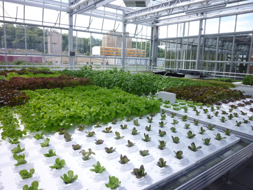 Sustainability als Business Concept: UF Urban Farmers in Basel. Copyright: Thomas Matla