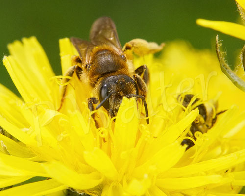 Bild: Gelbbindige Furchenbiene, Halictus scabiosae, Wildbiene, Wiesen-Pippau, Zweijähriger Pippau, Crepis biennis