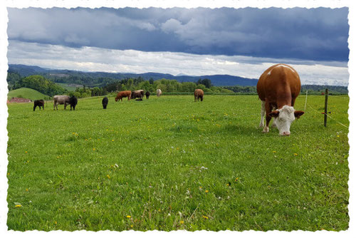 Mutterkühe, Rinder und Jungvieh auf der Weide