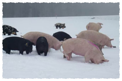 Diverse Schweine auf der Winterweide im Schnee