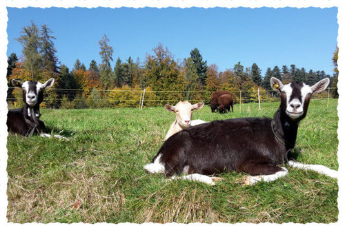 Ziegen liegend am Sonnen auf der Weide und Schafe fressen