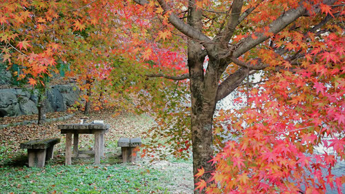 紅葉,鉄板,オサエちゃん,峰一合遺跡,縄文公園,城平見晴台,雨情公園,下呂市,コーヒー,みたらし団子,パニーニ,シングルバーナー