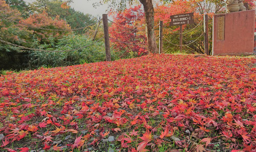 紅葉,鉄板,オサエちゃん,峰一合遺跡,縄文公園,城平見晴台,雨情公園,下呂市,コーヒー,みたらし団子,パニーニ,シングルバーナー