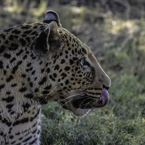 Okonjima - Splendido Leopardo