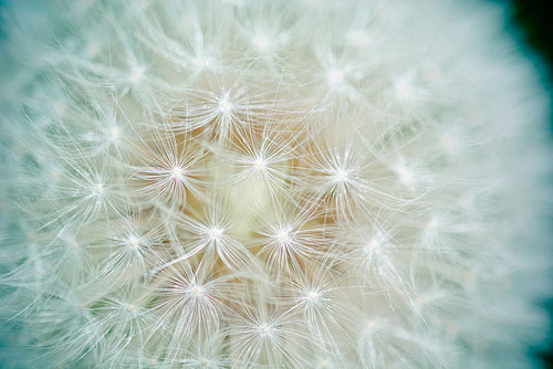 Wunderschönes Bild einer Pusteblume