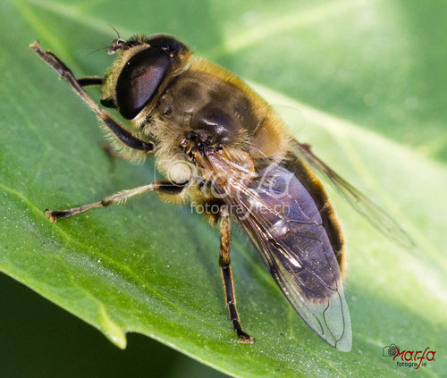 Makro Insekten Bienen Fotografie 