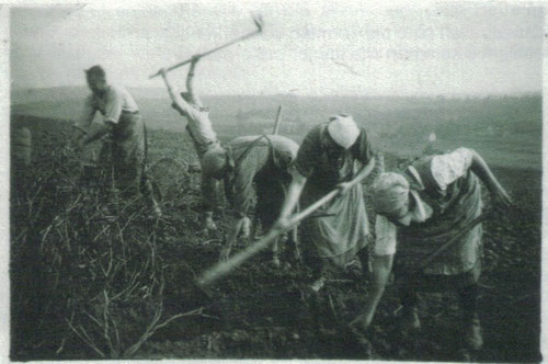 Das Bild zeigt die Zichorienemte in Flehingen 1935