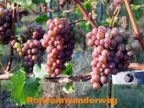 Rotwein Trauben Ahrtal