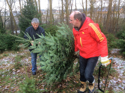 Zwei Männer, eine Säge, ein Baum. Unser Christbaum auf dem Weg nach Hause