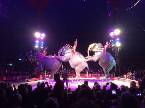 Elefantenballett. Bollywood im Zirkus Krone in Augsburg