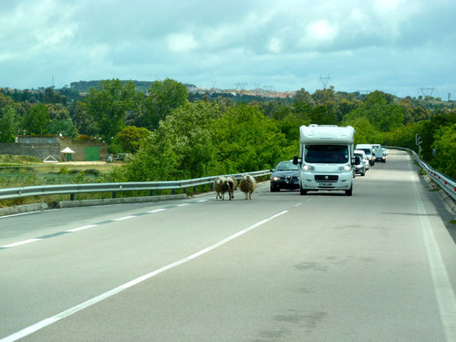 Schafe, Kühe und Pferde haben auf Sardinien Vorfahrt