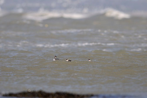 Grèbe à cou noir - adultes en plumage internuptial -- Presqu'île de Guérande (44) - 28/10/2013