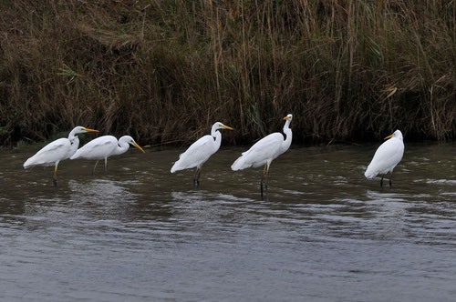 Grande aigrette - Presqu'île de Guérande (44) - 27/10/2013