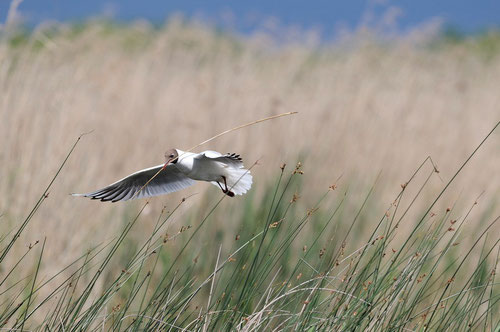 Mouette rieuse - St Michel en Brenne (36) - 26/05/2013