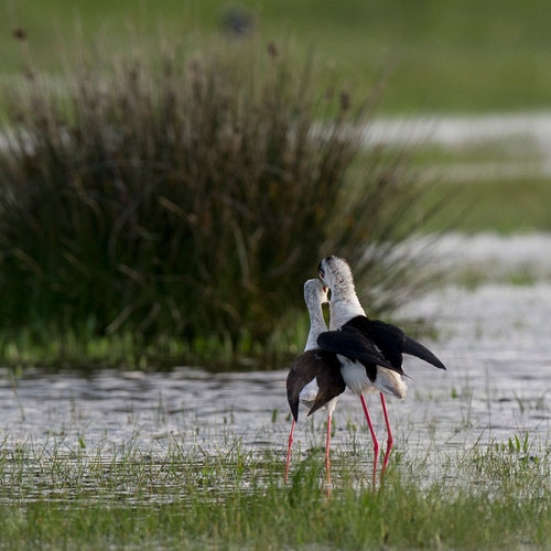 Echasse blanche (couple) - Ile d'Oléron (17) - 04/05/2015