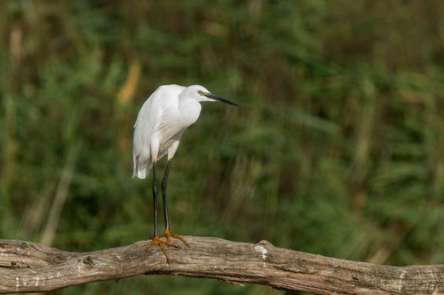 Aigrette garzette - Saint-Michel-en-Brenne (36) - 22/08/2015